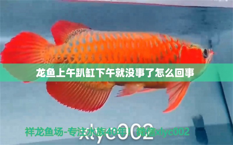 龍魚上午趴缸下午就沒事了怎么回事 