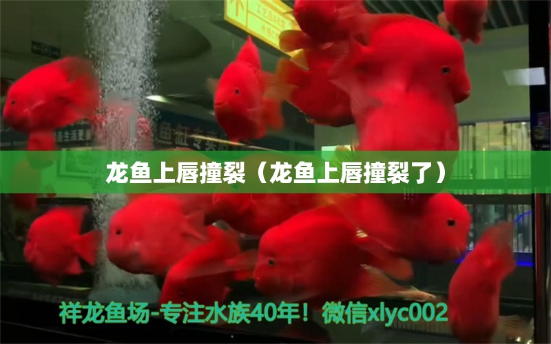 龍魚上唇撞裂（龍魚上唇撞裂了） 廣州龍魚批發(fā)市場(chǎng)