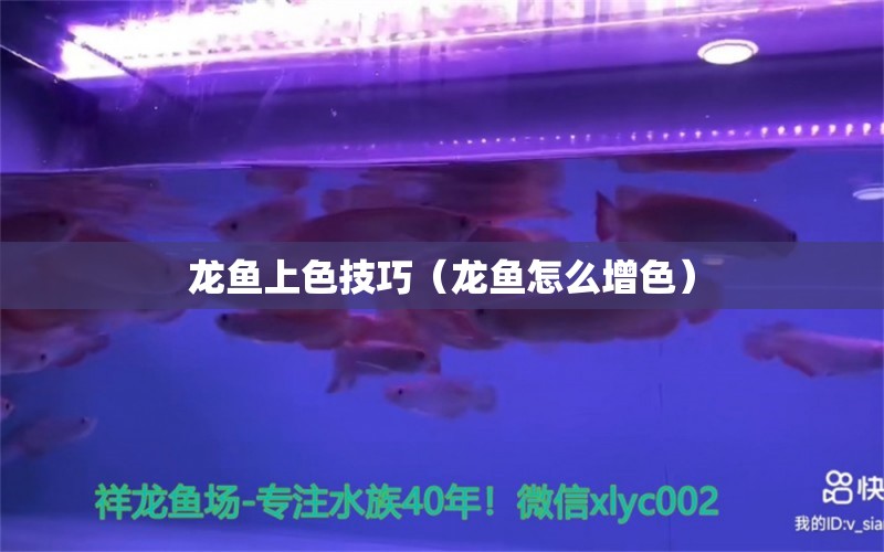 龍魚上色技巧（龍魚怎么增色） 黑云魚