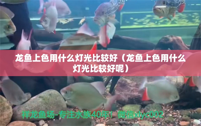 龍魚上色用什么燈光比較好（龍魚上色用什么燈光比較好呢）