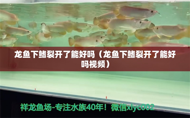 龍魚下鰭裂開了能好嗎（龍魚下鰭裂開了能好嗎視頻） 照明器材