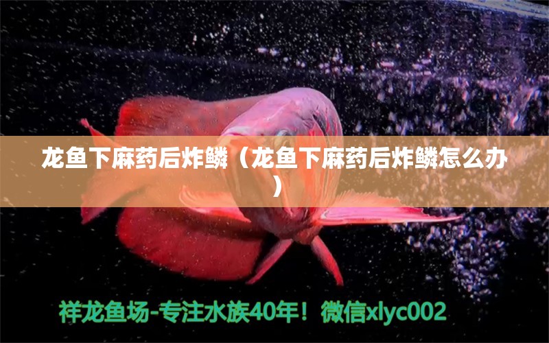 龍魚下麻藥后炸鱗（龍魚下麻藥后炸鱗怎么辦）