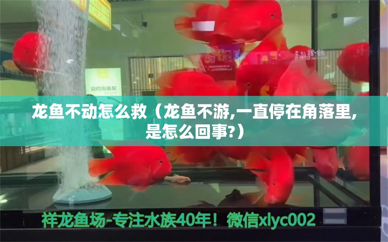 龍魚不動怎么救（龍魚不游,一直停在角落里,是怎么回事?）