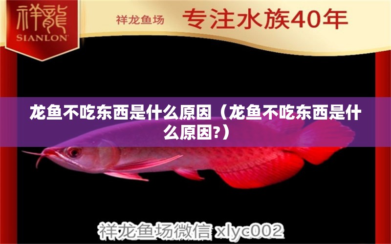 龍魚(yú)不吃東西是什么原因（龍魚(yú)不吃東西是什么原因?） 龍魚(yú)疾病與治療