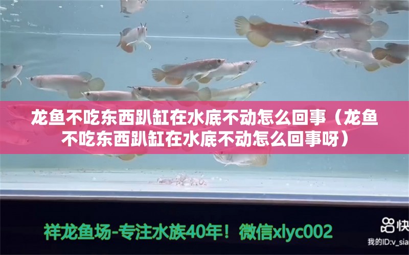 龍魚不吃東西趴缸在水底不動怎么回事（龍魚不吃東西趴缸在水底不動怎么回事呀）