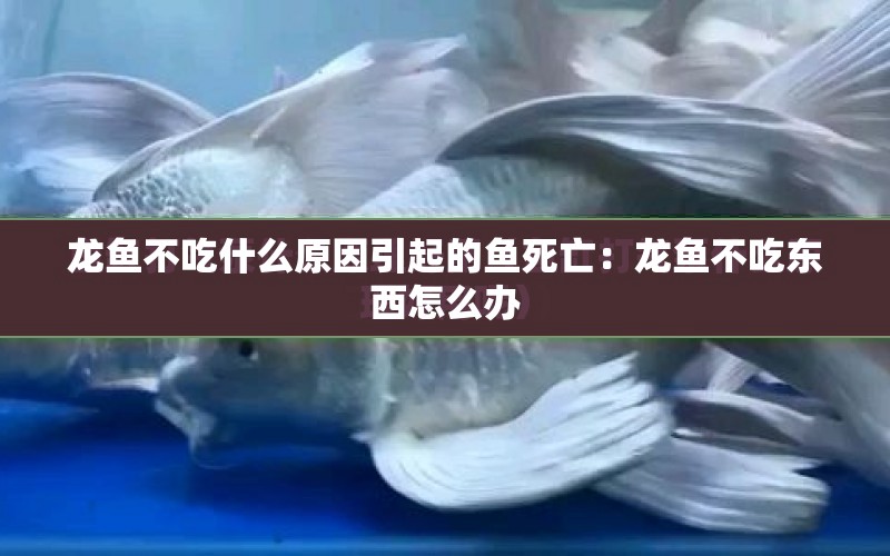 龍魚不吃什么原因引起的魚死亡：龍魚不吃東西怎么辦 水族問答 第1張