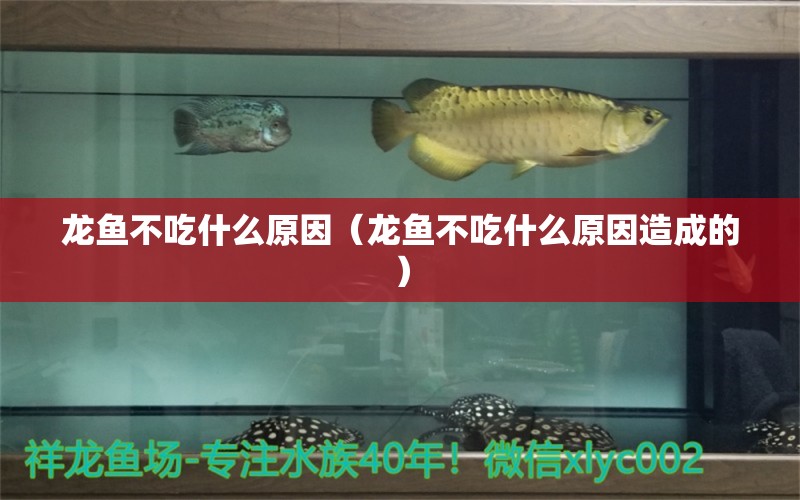 龍魚不吃什么原因（龍魚不吃什么原因造成的） 龍魚疾病與治療