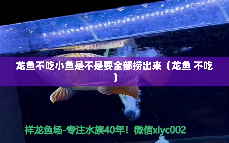 龍魚(yú)不吃小魚(yú)是不是要全部撈出來(lái)（龍魚(yú) 不吃） 養(yǎng)魚(yú)知識(shí)