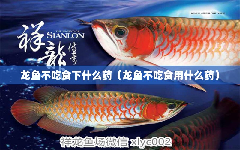 龍魚不吃食下什么藥（龍魚不吃食用什么藥）