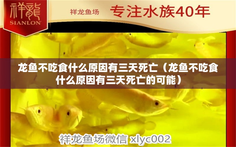 龍魚不吃食什么原因有三天死亡（龍魚不吃食什么原因有三天死亡的可能） 龍魚疾病與治療