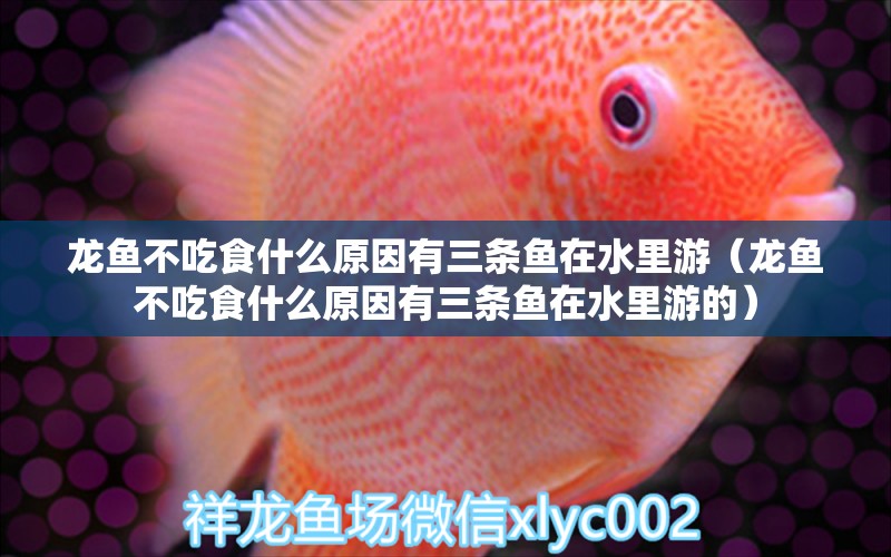 龍魚(yú)不吃食什么原因有三條魚(yú)在水里游（龍魚(yú)不吃食什么原因有三條魚(yú)在水里游的）