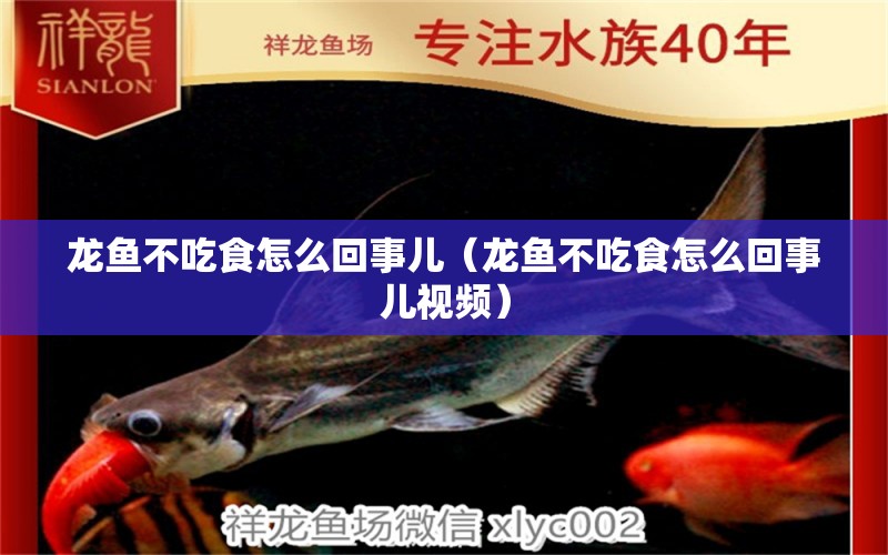 龍魚不吃食怎么回事兒（龍魚不吃食怎么回事兒視頻）