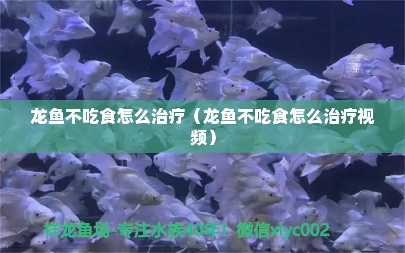 龍魚不吃食怎么治療（龍魚不吃食怎么治療視頻）