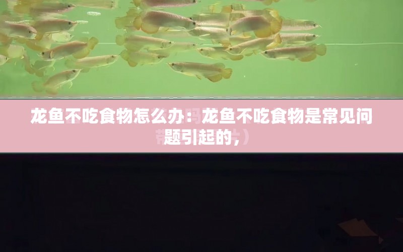 龍魚(yú)不吃食物怎么辦：龍魚(yú)不吃食物是常見(jiàn)問(wèn)題引起的， 水族問(wèn)答 第1張