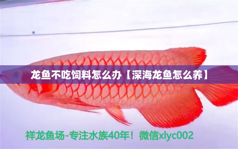 龍魚不吃飼料怎么辦【深海龍魚怎么養(yǎng)】 龍魚批發(fā)