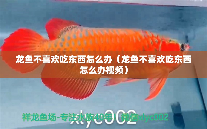 龍魚不喜歡吃東西怎么辦（龍魚不喜歡吃東西怎么辦視頻）