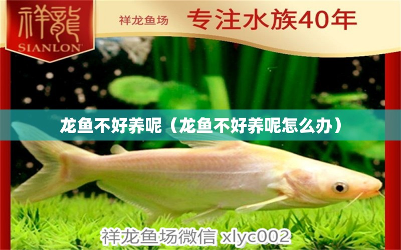 龍魚(yú)不好養(yǎng)呢（龍魚(yú)不好養(yǎng)呢怎么辦） 龍魚(yú)疾病與治療