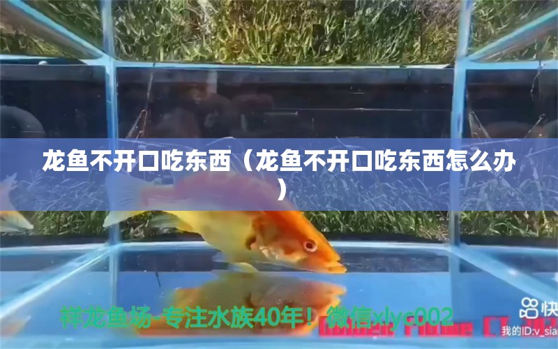 龍魚不開口吃東西（龍魚不開口吃東西怎么辦） 祥龍水族醫(yī)院