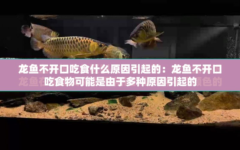 龍魚不開口吃食什么原因引起的：龍魚不開口吃食物可能是由于多種原因引起的 水族問答 第1張