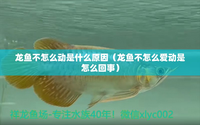 龍魚不怎么動是什么原因（龍魚不怎么愛動是怎么回事）