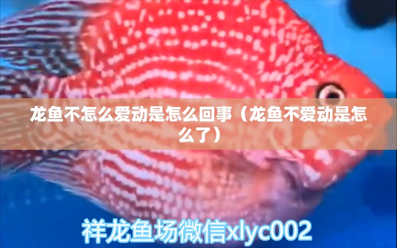 龍魚不怎么愛動是怎么回事（龍魚不愛動是怎么了） 廣州龍魚批發(fā)市場