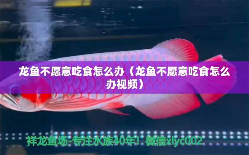 龍魚不愿意吃食怎么辦（龍魚不愿意吃食怎么辦視頻）