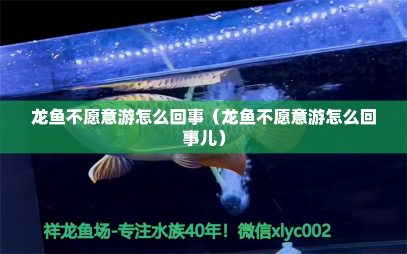 龍魚不愿意游怎么回事（龍魚不愿意游怎么回事兒）