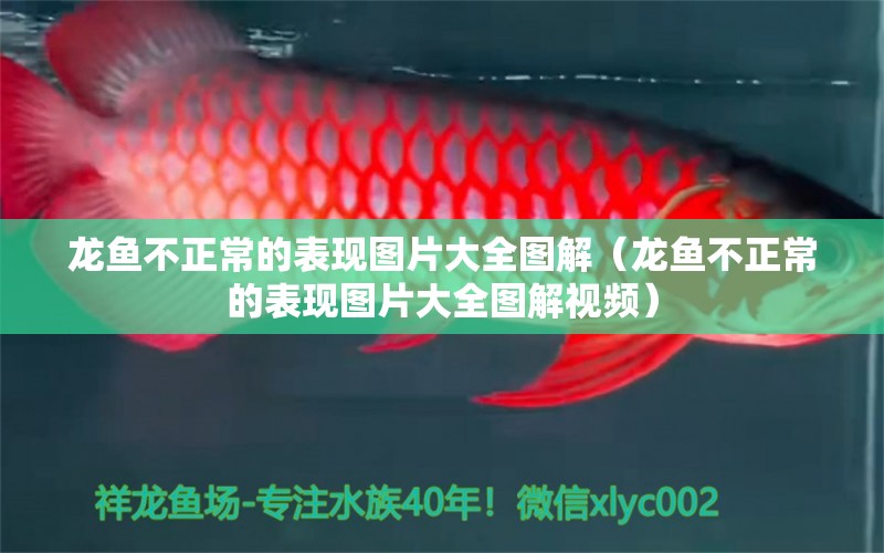 龍魚不正常的表現(xiàn)圖片大全圖解（龍魚不正常的表現(xiàn)圖片大全圖解視頻） 龍魚疾病與治療