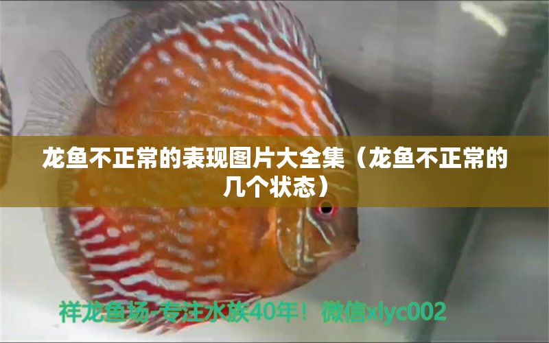 龍魚(yú)不正常的表現(xiàn)圖片大全集（龍魚(yú)不正常的幾個(gè)狀態(tài)）