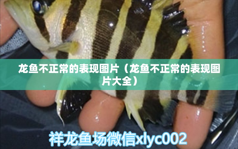 龍魚不正常的表現(xiàn)圖片（龍魚不正常的表現(xiàn)圖片大全） 龍魚疾病與治療