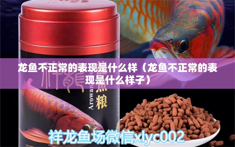 龍魚不正常的表現(xiàn)是什么樣（龍魚不正常的表現(xiàn)是什么樣子） 龍魚疾病與治療