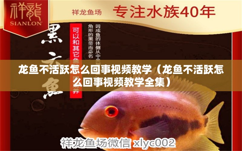 龍魚(yú)不活躍怎么回事視頻教學(xué)（龍魚(yú)不活躍怎么回事視頻教學(xué)全集）