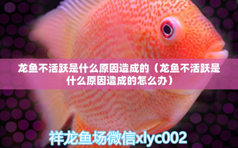 龍魚(yú)不活躍是什么原因造成的（龍魚(yú)不活躍是什么原因造成的怎么辦）