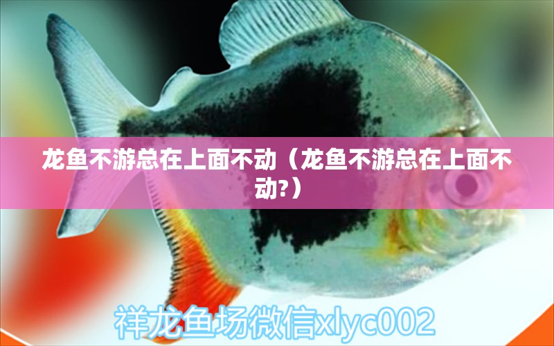 龍魚(yú)不游總在上面不動(dòng)（龍魚(yú)不游總在上面不動(dòng)?） 廣州龍魚(yú)批發(fā)市場(chǎng)