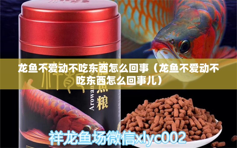 龍魚不愛動不吃東西怎么回事（龍魚不愛動不吃東西怎么回事兒） 龍魚疾病與治療