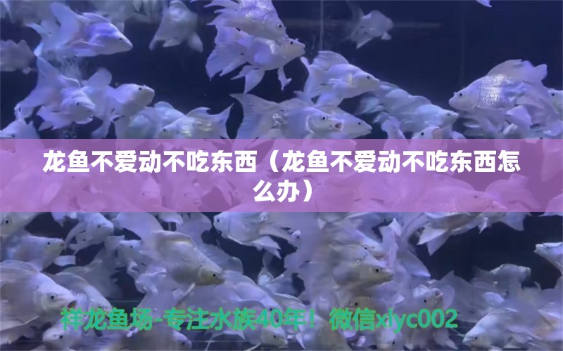 龍魚不愛動不吃東西（龍魚不愛動不吃東西怎么辦）