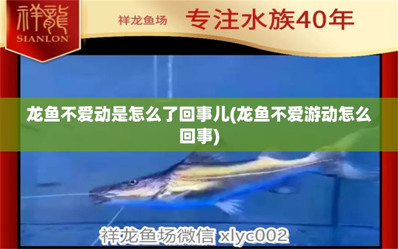 龍魚不愛動是怎么了回事兒(龍魚不愛游動怎么回事) 金頭過背金龍魚 第1張