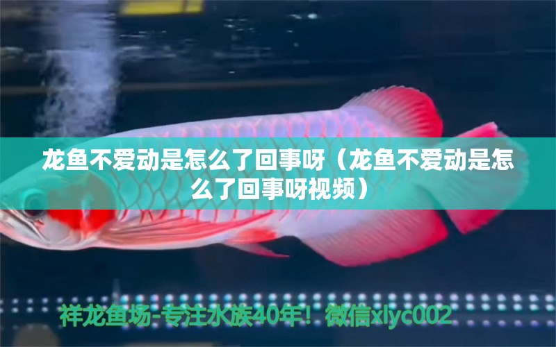 龍魚不愛動是怎么了回事呀（龍魚不愛動是怎么了回事呀視頻） 觀賞蝦蟹等飼料