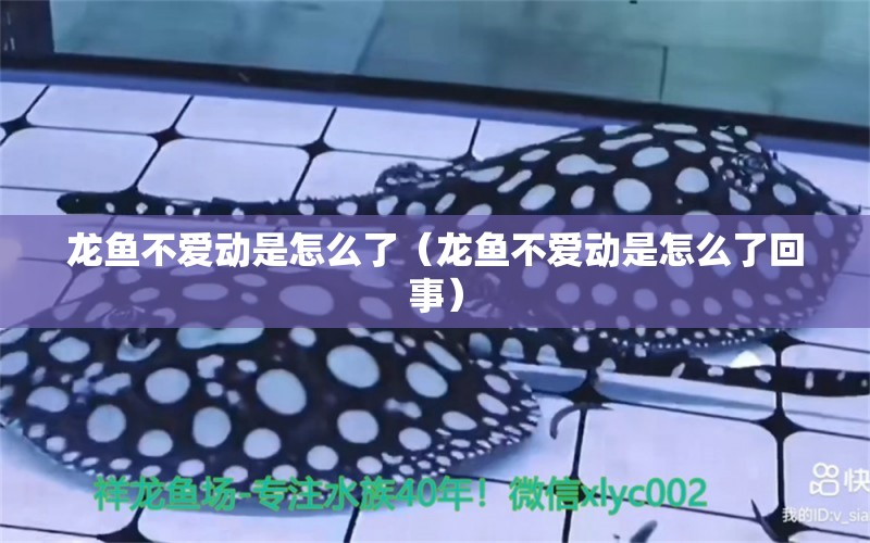 龍魚不愛動是怎么了（龍魚不愛動是怎么了回事）