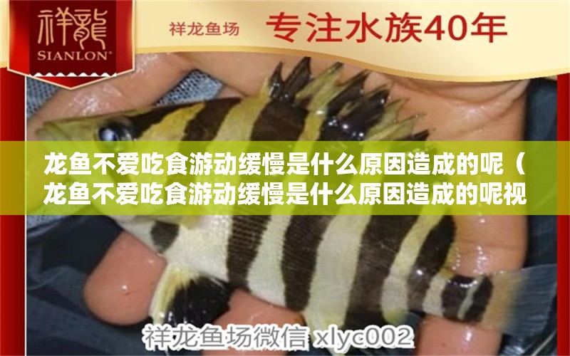 龍魚不愛吃食游動緩慢是什么原因造成的呢（龍魚不愛吃食游動緩慢是什么原因造成的呢視頻）