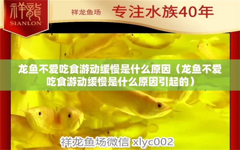 龍魚不愛吃食游動緩慢是什么原因（龍魚不愛吃食游動緩慢是什么原因引起的） 龍魚疾病與治療