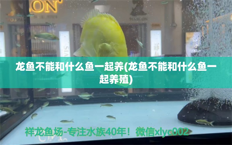 龍魚不能和什么魚一起養(yǎng)(龍魚不能和什么魚一起養(yǎng)殖) 大嘴鯨魚