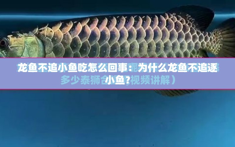 龍魚不追小魚吃怎么回事：為什么龍魚不追逐小魚？ 水族問答