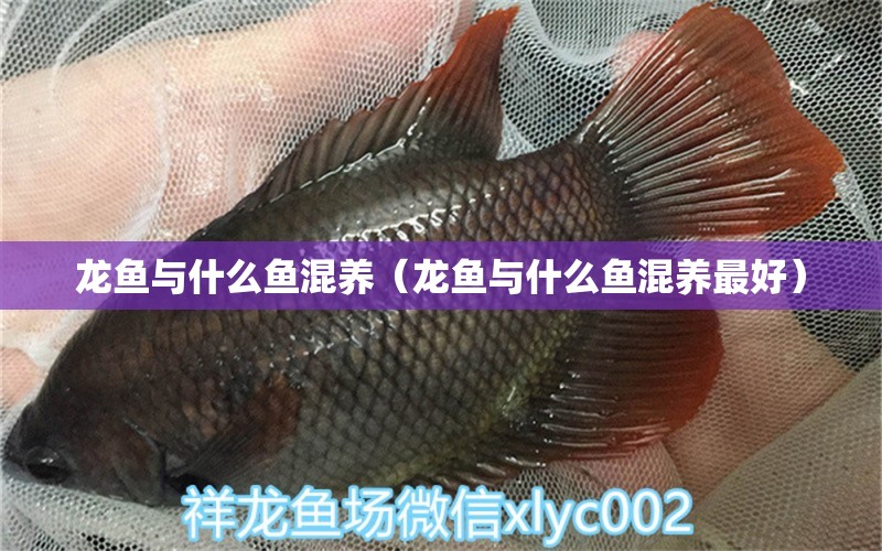 龍魚與什么魚混養(yǎng)（龍魚與什么魚混養(yǎng)最好） 廣州龍魚批發(fā)市場