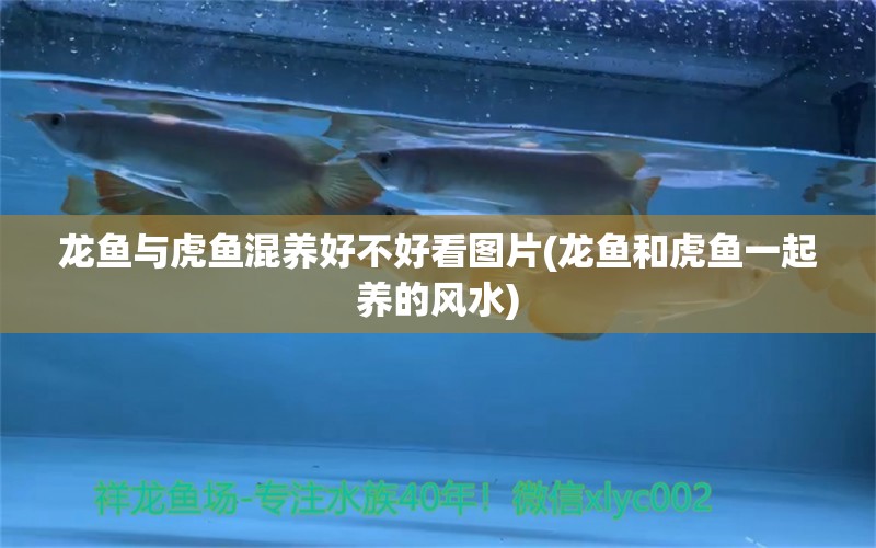 龍魚與虎魚混養(yǎng)好不好看圖片(龍魚和虎魚一起養(yǎng)的風(fēng)水) 魚缸風(fēng)水