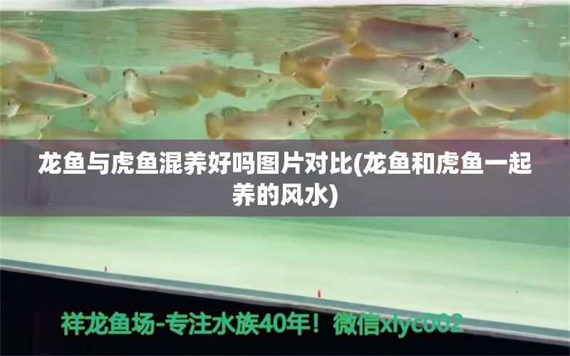 龍魚與虎魚混養(yǎng)好嗎圖片對比(龍魚和虎魚一起養(yǎng)的風(fēng)水)