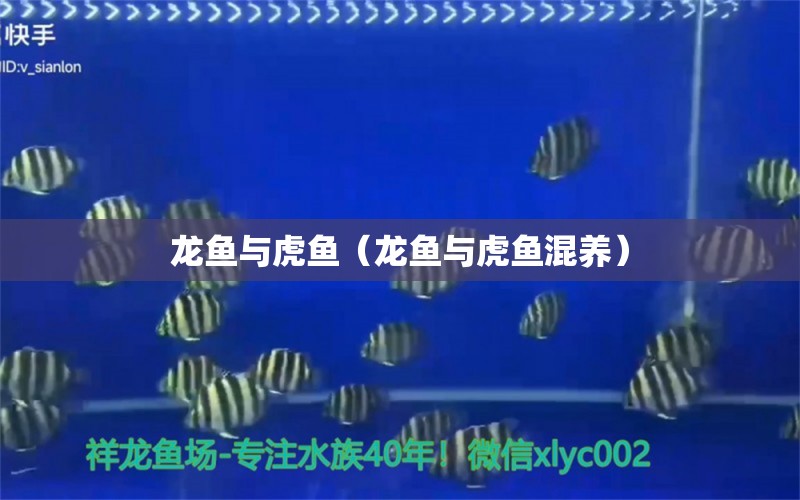 龍魚(yú)與虎魚(yú)（龍魚(yú)與虎魚(yú)混養(yǎng)） 虎魚(yú)百科