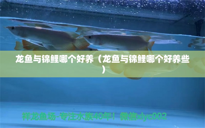 龍魚與錦鯉哪個好養(yǎng)（龍魚與錦鯉哪個好養(yǎng)些）