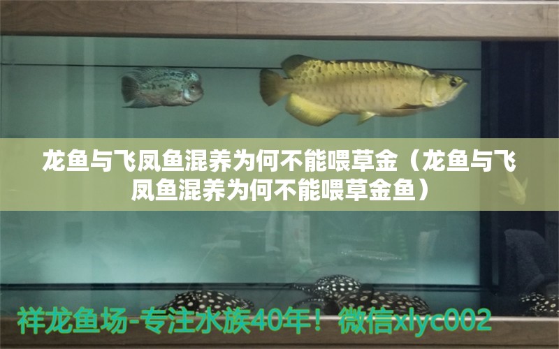 龍魚與飛鳳魚混養(yǎng)為何不能喂草金（龍魚與飛鳳魚混養(yǎng)為何不能喂草金魚）