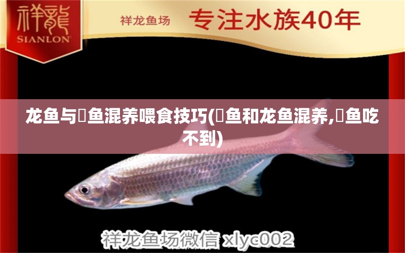 龍魚與魟魚混養(yǎng)喂食技巧(魟魚和龍魚混養(yǎng),魟魚吃不到) 溫控設(shè)備